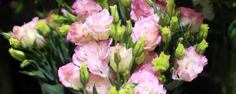 桔梗鲜花的水养方法（洋桔梗鲜花怎么水养）