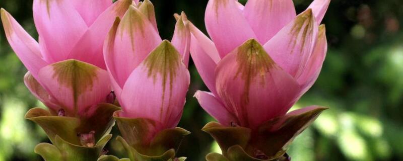 姜荷花烂根怎么办（姜荷花烂根怎么回事）