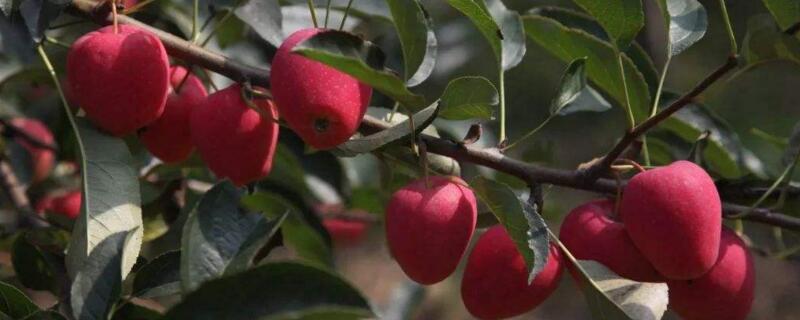 鸡心果树剪枝方法（鸡心果树怎样剪枝）