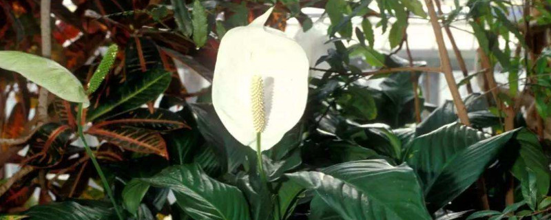 白掌叶子发黄下垂变软（白掌叶子下垂变软变黄）