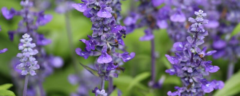 矮灌木有哪些 低矮灌木有哪些