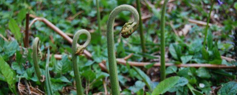 蕨菜生长在什么地方 蕨菜是长在哪里的?