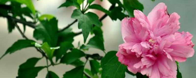 小木槿夏天怎么养(夏天小木槿的养殖方法和注意事项)