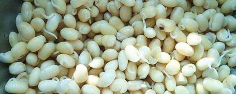 怎样生黄豆芽在家（怎样生黄豆芽在家最简单的方法）