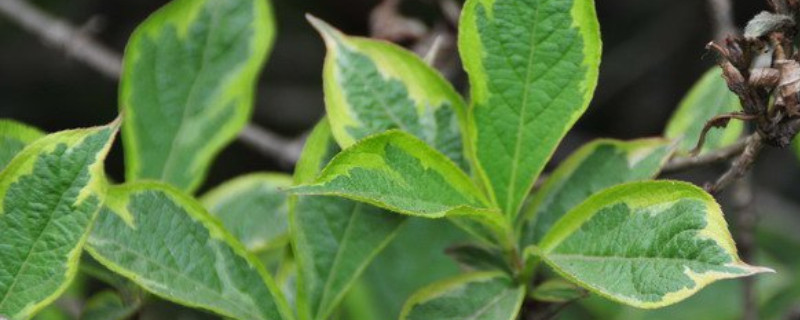 花叶锦带怎么养（锦带花养殖方法）