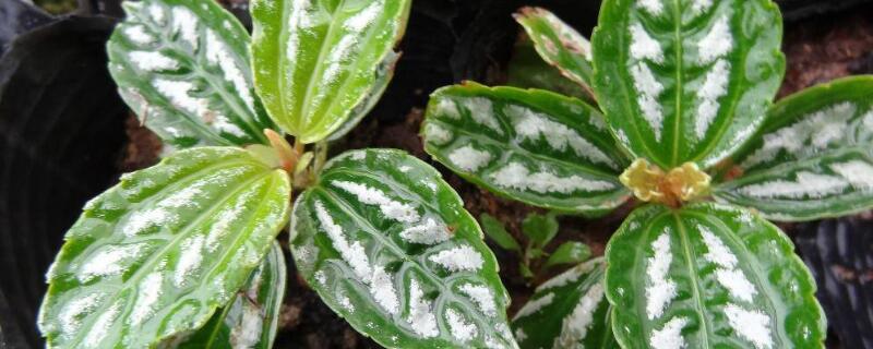 冷水花怎么修剪 冷水花徒长怎么修剪