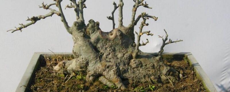 榆树桩栽后可以浇水吗 新栽榆树桩可以直接浇水吗