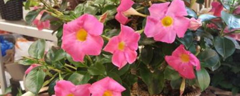 飘香藤如何修剪打尖 飘香藤徒长如何修剪