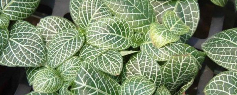 网纹草如何快速生长（网纹草怎样栽培）