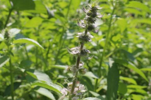 荆菜什么时候种