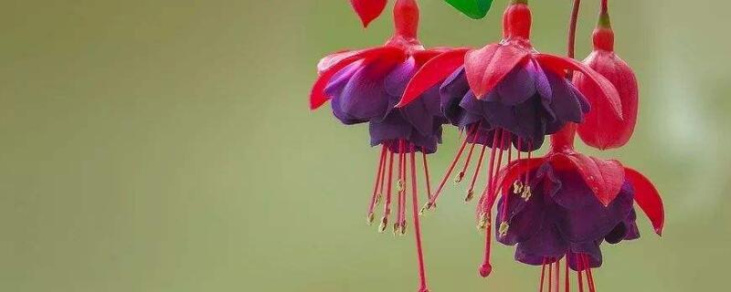 倒挂金钟小苗如何栽种（倒挂金钟幼苗怎样养）