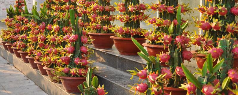 火龙果盆栽种植方法 火龙果盆栽种植方法图片