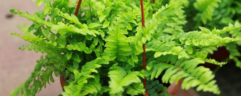 波斯顿蕨长旺盛的方法（波斯顿蕨花期）