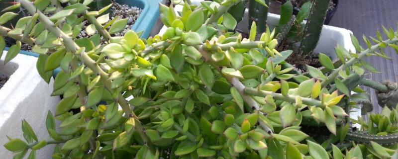 盆栽叶仙的养殖方法 叶仙花养殖方法