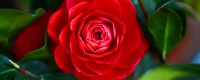 山茶花叶子发黄是什么原因 山茶花叶子发红是什么原因