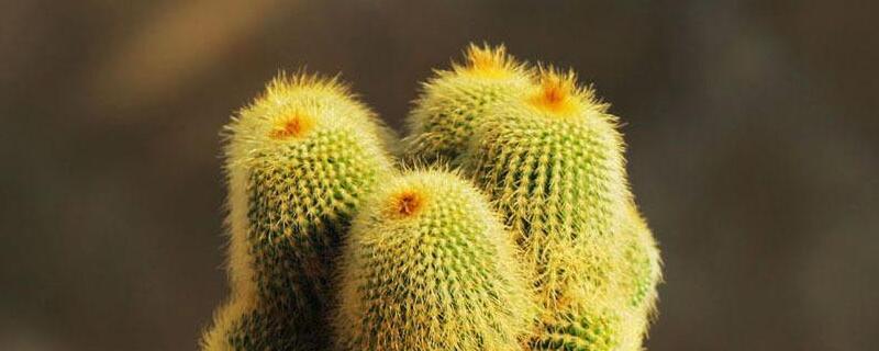 植物金丝猴如何养殖 金丝猴养殖方法