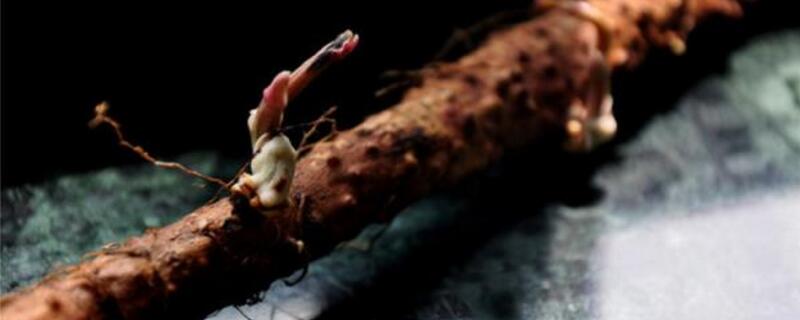 山药发芽能种盆栽吗（山药发芽可以种在花盆里吗）