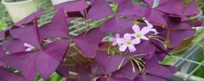 紫色幸运草怎么养（紫色幸运草养殖方法和注意事项）
