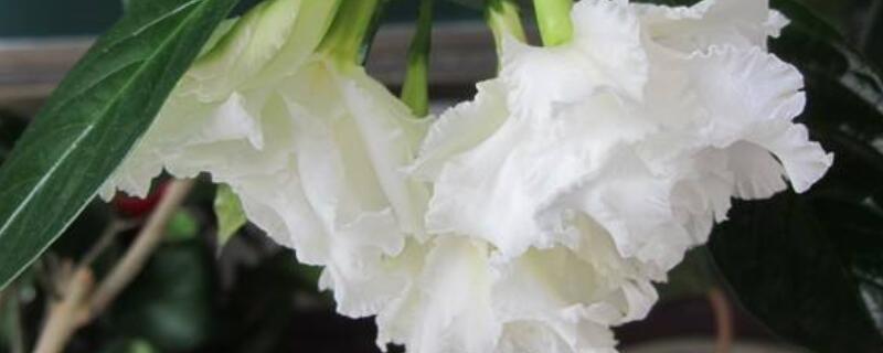 香水茉莉的繁殖方法（香水茉莉怎么移栽）