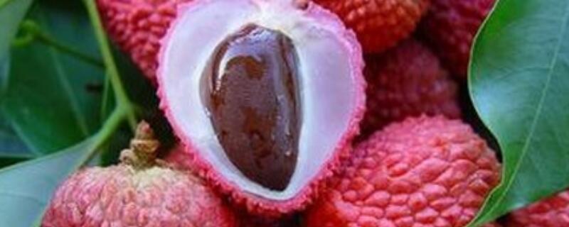 荔枝核可以种吗（荔枝核能种吗?）