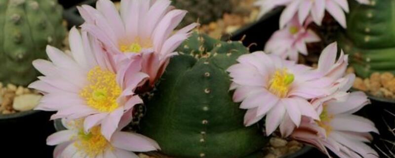 银钮怎样繁殖 银钻怎么繁殖