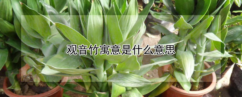 观音竹寓意是什么意思（观音竹寓意和象征着）