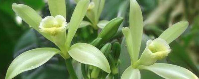 香草种植时间和方法（香草种植注意事项）