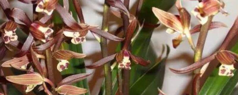 墨兰夏天怎么养护（春夏季的墨兰该怎么养护）