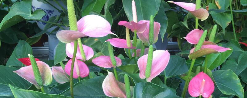 粉掌的花为什么不粉了（粉掌不粉了是什么情况）