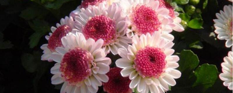 多头菊怎么修剪（多头菊如何修剪）