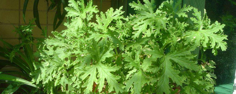 驱蚊草叶子发黄枯萎（驱蚊草叶子黄了怎么回事）