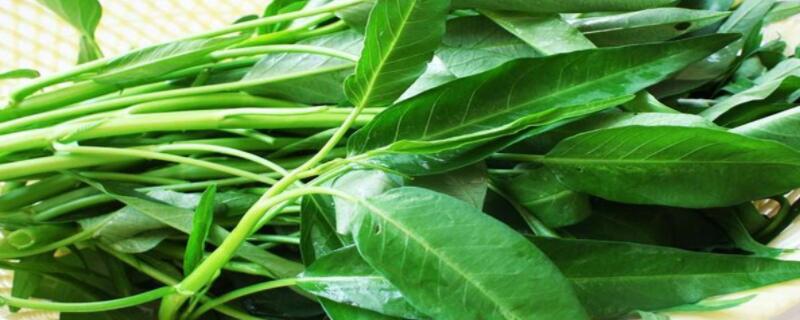 空心菜催芽方法 空心菜催芽方法与步骤