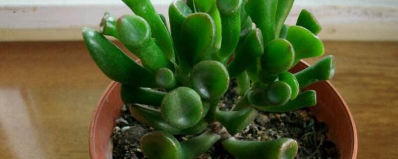 多肉筒叶花月要晒太阳吗 多肉筒叶花月
