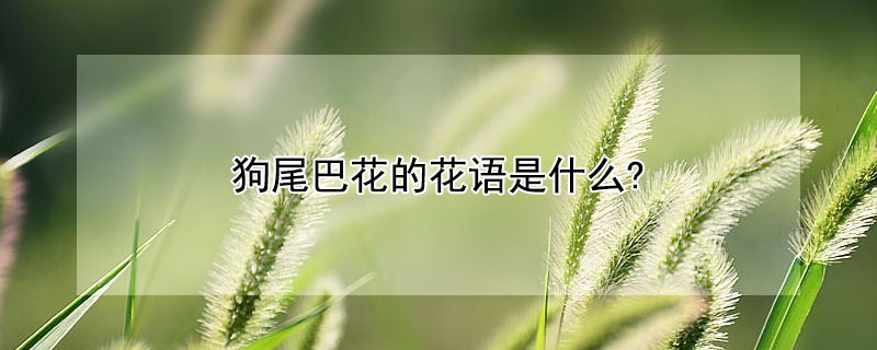 狗尾巴花的花语是什么?（狗尾巴草花语是什么花）
