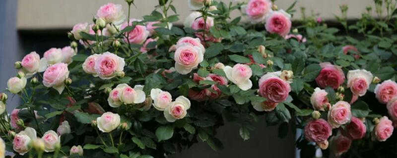 龙沙宝石怎么养 红色龙沙宝石怎么养