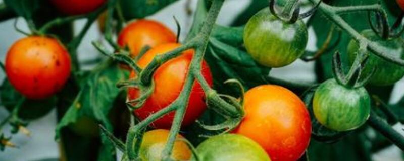 番茄需要修枝吗 番茄需不需要修枝