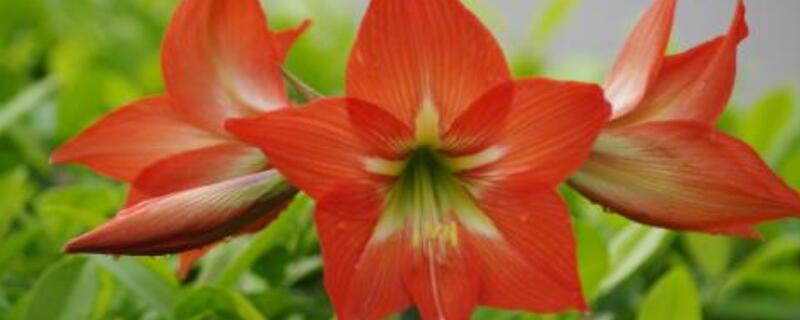 朱顶红冬季怎么养(夏季怎样养好盆栽朱顶红)