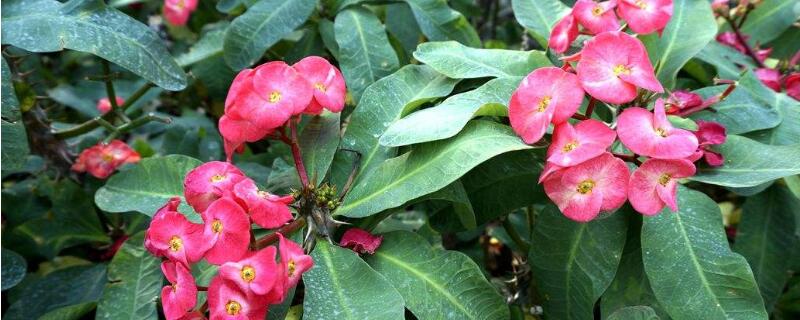 刺梅叶子发黄怎么回事 刺梅叶子发黄怎么回事 最佳答案 知识搜索