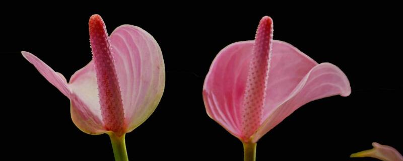 粉掌冬天怎么养殖（粉掌冬天怎么养才能安全过冬?）