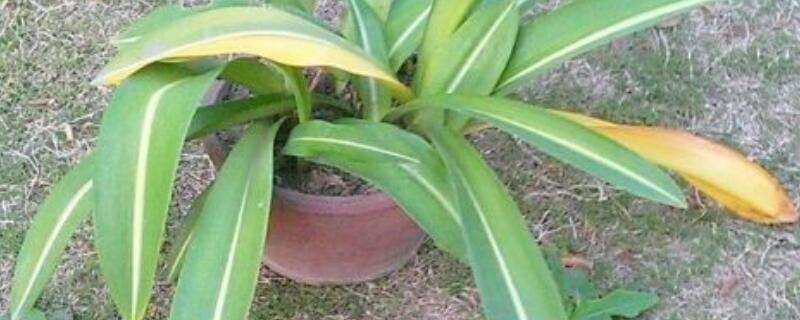 怎样使朱顶红的叶子变短（怎样让朱顶红叶子变短）