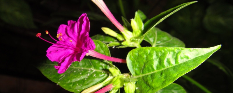 盆栽夜来香的养殖方法（盆栽夜来香的养殖方法和注意事项）