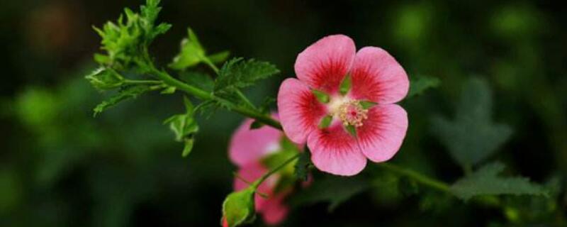 小木槿突然蔫了怎么办(小木槿忽然打蔫)