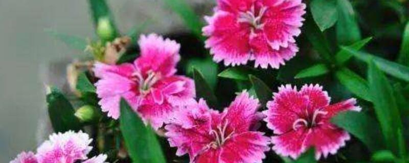 石竹花开花后需剪枝吗 石竹开完花需要修剪吗