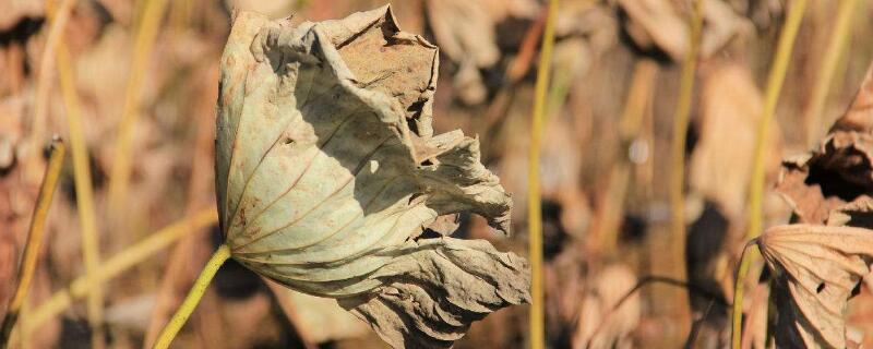 花干了浇水还能活吗（干花还用浇水吗）