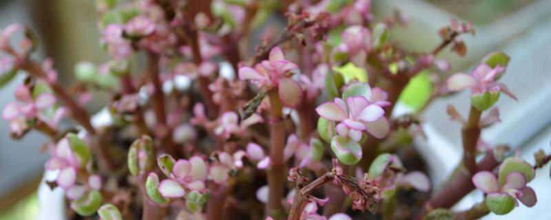 金枝玉叶幼苗如何修剪（金枝玉叶幼苗怎么修剪）