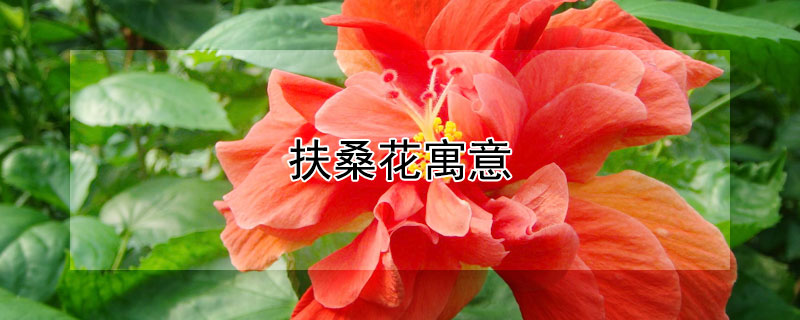 扶桑花寓意 扶桑花寓意代表什么