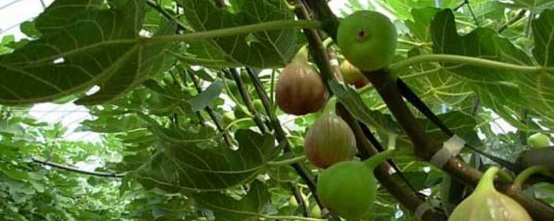 无花果叶子发黄 无花果叶子发黄往下掉是什么原因