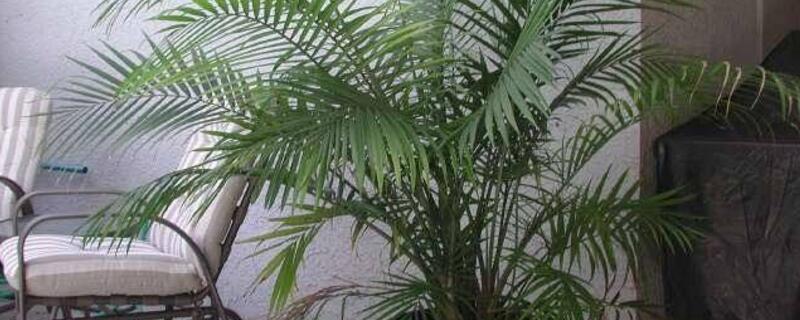 国王的养殖方法 国王植物的养殖方法