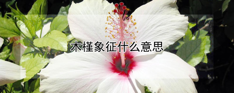 木槿象征什么意思（木槿花象征着什么含义）