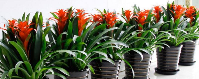 凤梨花怎么浇水(凤梨花怎样浇水)